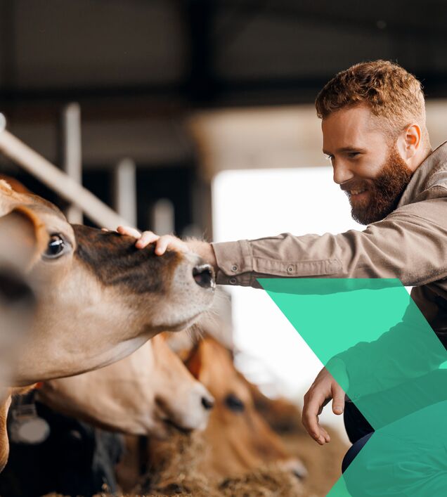 Landwirt streichelt Kuh im Stall – Arbeitsschutz bei Tierhaltung & Stallarbeit in der Land- und Forstwirtschaft im Raum Chemnitz.